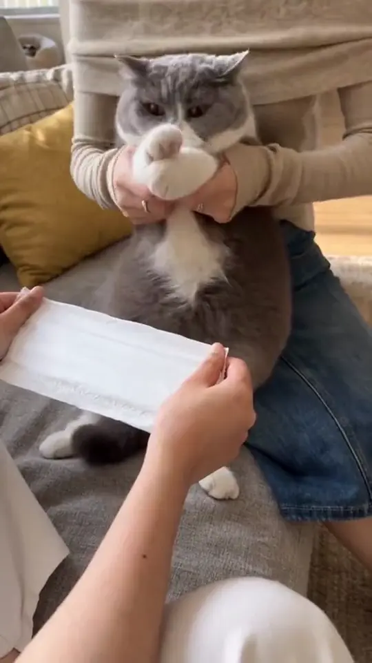Kung Fu Cat trend: a cat held upright blocks and chops a paper tissue